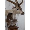 Image 4 : AXIS DEER in Velvet Pedestal Mount with Axis Hide on All Sides of the Base