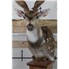 Image 5 : AXIS DEER in Velvet Pedestal Mount with Axis Hide on All Sides of the Base