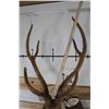 Image 9 : AXIS DEER in Velvet Pedestal Mount with Axis Hide on All Sides of the Base