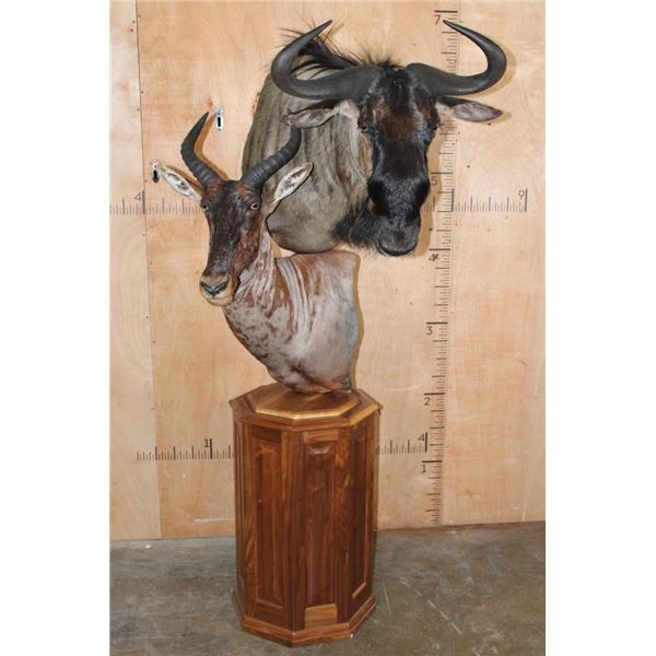 Double Pedestal BLUE WILDEBEEST and TSESSEBE Mount