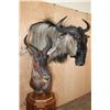Image 4 : Double Pedestal BLUE WILDEBEEST and TSESSEBE Mount