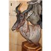 Image 5 : Double Pedestal BLUE WILDEBEEST and TSESSEBE Mount