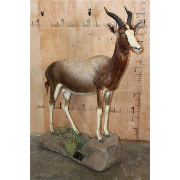 *TEXAS RESIDENTS ONLY* Life-sized BONTEBOK on a Base with Wheels