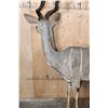 Image 11 : Life-sized LESSER KUDU on Bolts with No Base