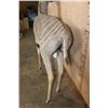 Image 12 : Life-sized LESSER KUDU on Bolts with No Base