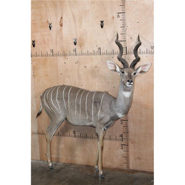 Life-sized LESSER KUDU on Bolts with No Base