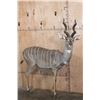 Image 1 : Life-sized LESSER KUDU on Bolts with No Base