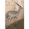 Image 3 : Life-sized LESSER KUDU on Bolts with No Base