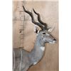 Image 4 : Life-sized LESSER KUDU on Bolts with No Base