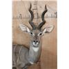 Image 5 : Life-sized LESSER KUDU on Bolts with No Base