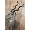 Image 6 : Life-sized LESSER KUDU on Bolts with No Base