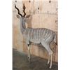 Image 9 : Life-sized LESSER KUDU on Bolts with No Base
