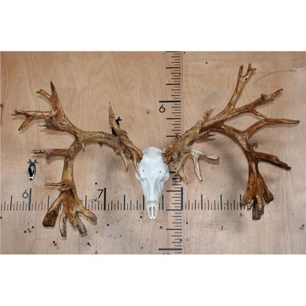 Massive 52-Point Non-Typical WHITE-TAILED DEER Antlers on a Reproduction Skull