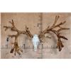 Image 1 : Massive 52-Point Non-Typical WHITE-TAILED DEER Antlers on a Reproduction Skull