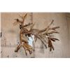 Image 2 : Massive 52-Point Non-Typical WHITE-TAILED DEER Antlers on a Reproduction Skull