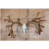 Image 4 : Massive 52-Point Non-Typical WHITE-TAILED DEER Antlers on a Reproduction Skull