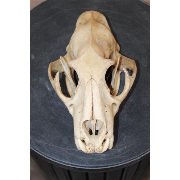*TEXAS RESIDENTS ONLY* LEOPARD Skull with All its Teeth