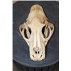 Image 1 : *TEXAS RESIDENTS ONLY* LEOPARD Skull with All its Teeth