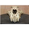 Image 2 : *TEXAS RESIDENTS ONLY* LEOPARD Skull with All its Teeth