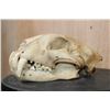 Image 3 : *TEXAS RESIDENTS ONLY* LEOPARD Skull with All its Teeth