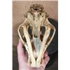Image 6 : *TEXAS RESIDENTS ONLY* LEOPARD Skull with All its Teeth