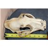 Image 7 : *TEXAS RESIDENTS ONLY* LEOPARD Skull with All its Teeth