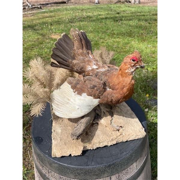 ALASKAN WILLOW PTARMIGAN with Fall Plumage on a Decorative Base