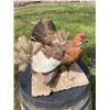 Image 1 : ALASKAN WILLOW PTARMIGAN with Fall Plumage on a Decorative Base