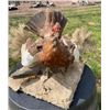 Image 2 : ALASKAN WILLOW PTARMIGAN with Fall Plumage on a Decorative Base