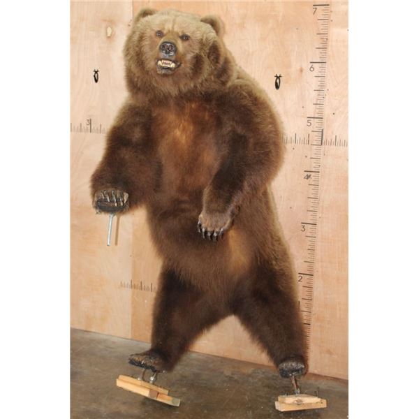 Big Life-sized Standing GRIZZLY BEAR on Bolts with No Base