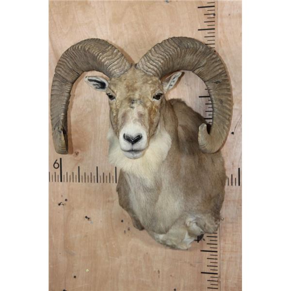 Big TRANSCASPIAN URIAL CROSS SHEEP Shoulder Mount