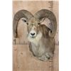 Image 1 : Big TRANSCASPIAN URIAL CROSS SHEEP Shoulder Mount