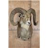 Image 2 : Big TRANSCASPIAN URIAL CROSS SHEEP Shoulder Mount