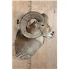 Image 3 : Big TRANSCASPIAN URIAL CROSS SHEEP Shoulder Mount