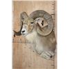 Image 4 : Big TRANSCASPIAN URIAL CROSS SHEEP Shoulder Mount