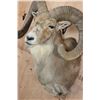 Image 5 : Big TRANSCASPIAN URIAL CROSS SHEEP Shoulder Mount