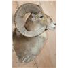 Image 6 : Big TRANSCASPIAN URIAL CROSS SHEEP Shoulder Mount