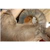 Image 7 : Big TRANSCASPIAN URIAL CROSS SHEEP Shoulder Mount