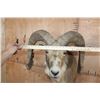 Image 8 : Big TRANSCASPIAN URIAL CROSS SHEEP Shoulder Mount