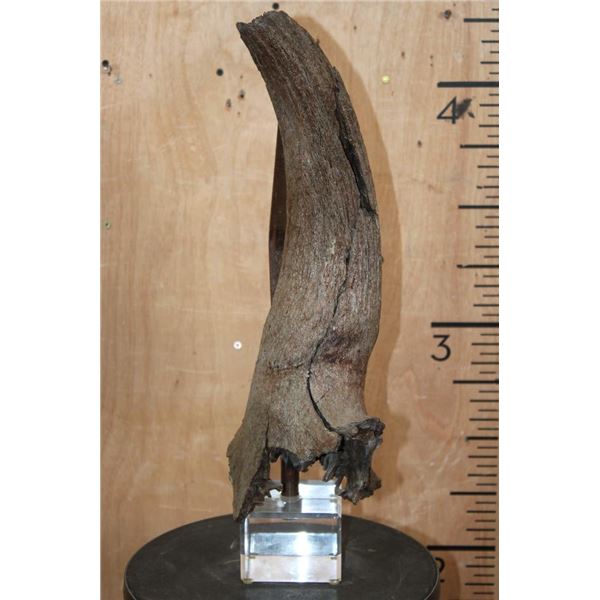 Fossilized BUFFALO or BISON Horn on a Custom Built Metal and Plexiglass Stand