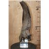 Image 1 : Fossilized BUFFALO or BISON Horn on a Custom Built Metal and Plexiglass Stand