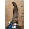 Image 2 : Fossilized BUFFALO or BISON Horn on a Custom Built Metal and Plexiglass Stand