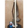 Image 3 : Fossilized BUFFALO or BISON Horn on a Custom Built Metal and Plexiglass Stand