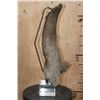 Image 4 : Fossilized BUFFALO or BISON Horn on a Custom Built Metal and Plexiglass Stand