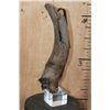 Image 5 : Fossilized BUFFALO or BISON Horn on a Custom Built Metal and Plexiglass Stand