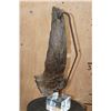 Image 6 : Fossilized BUFFALO or BISON Horn on a Custom Built Metal and Plexiglass Stand