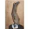 Image 9 : Fossilized BUFFALO or BISON Horn on a Custom Built Metal and Plexiglass Stand