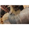 Image 10 : *Rarely Seen* XXL GAUR or INDIAN BISON Shoulder Mount