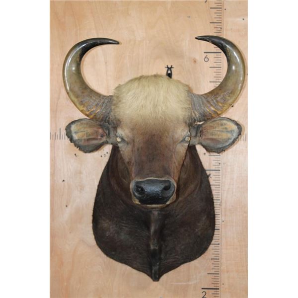 *Rarely Seen* XXL GAUR or INDIAN BISON Shoulder Mount