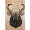 Image 1 : *Rarely Seen* XXL GAUR or INDIAN BISON Shoulder Mount